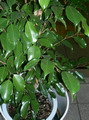 Ficus Tree